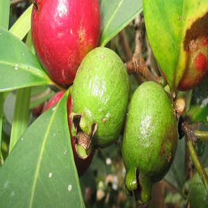 Araçá