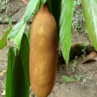 Cupuaçu