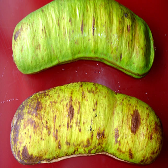 Ingá chinela